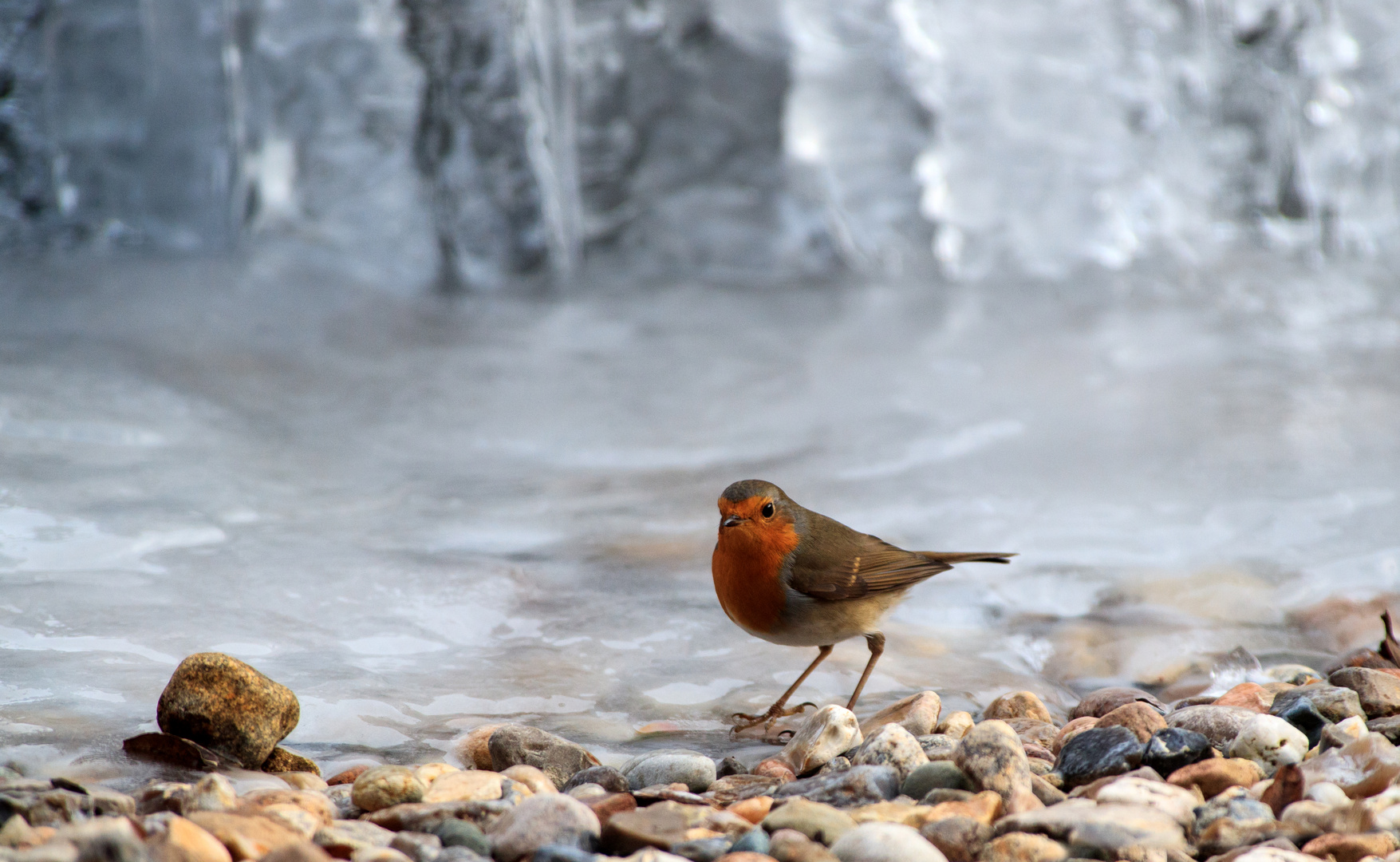 ice skater ... Rotkehlchen 