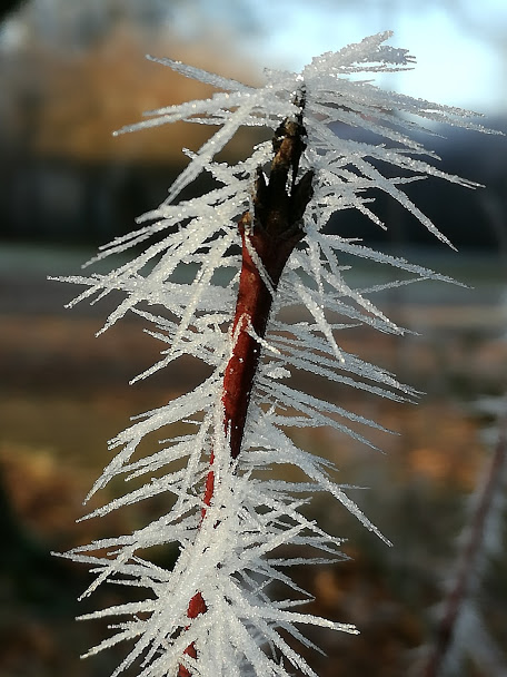 ice thorns