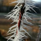 ice thorns