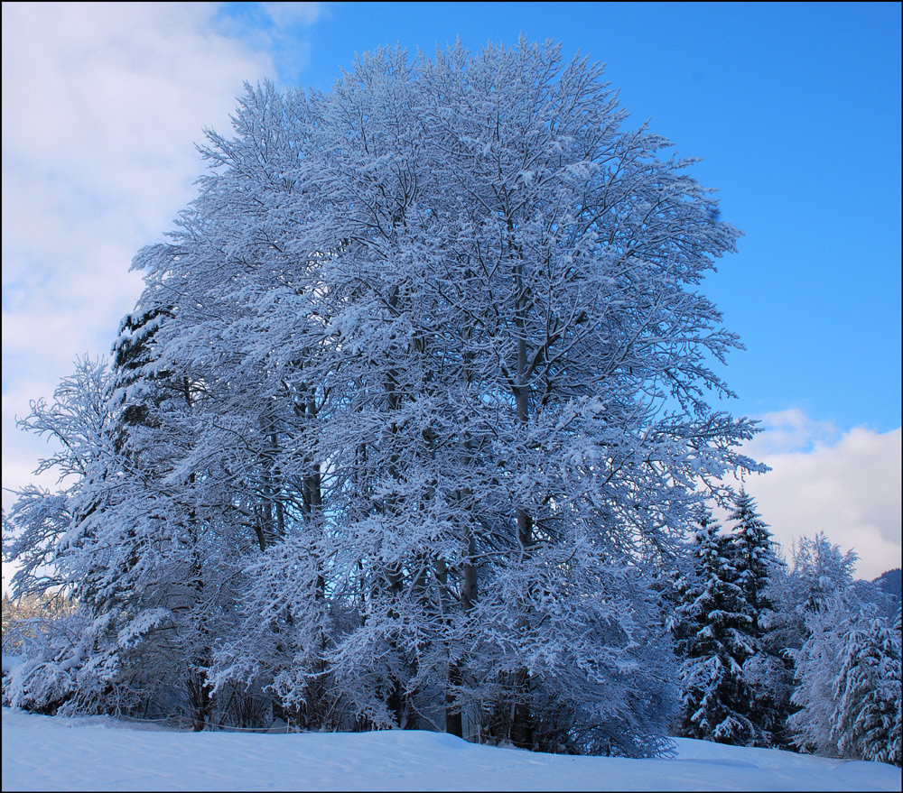 Ice Tree