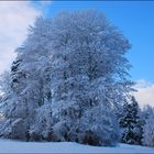 Ice Tree