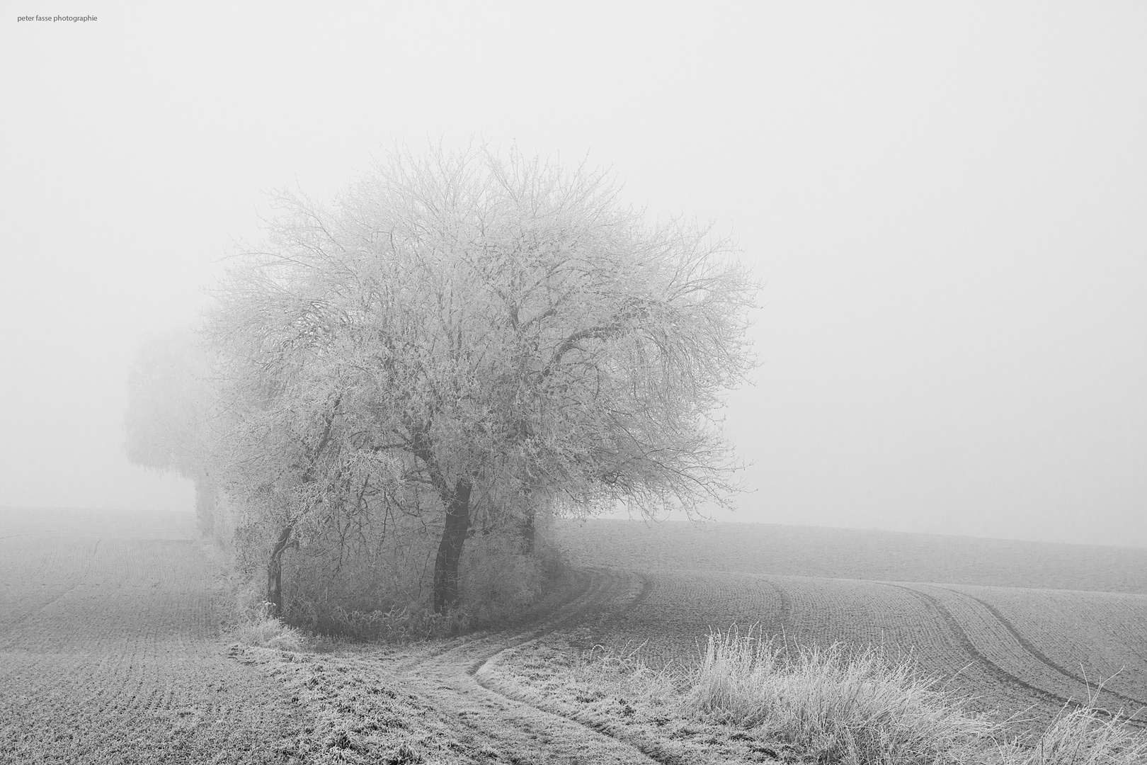 Ice Tree