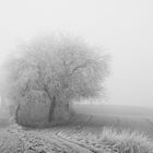 Ice Tree