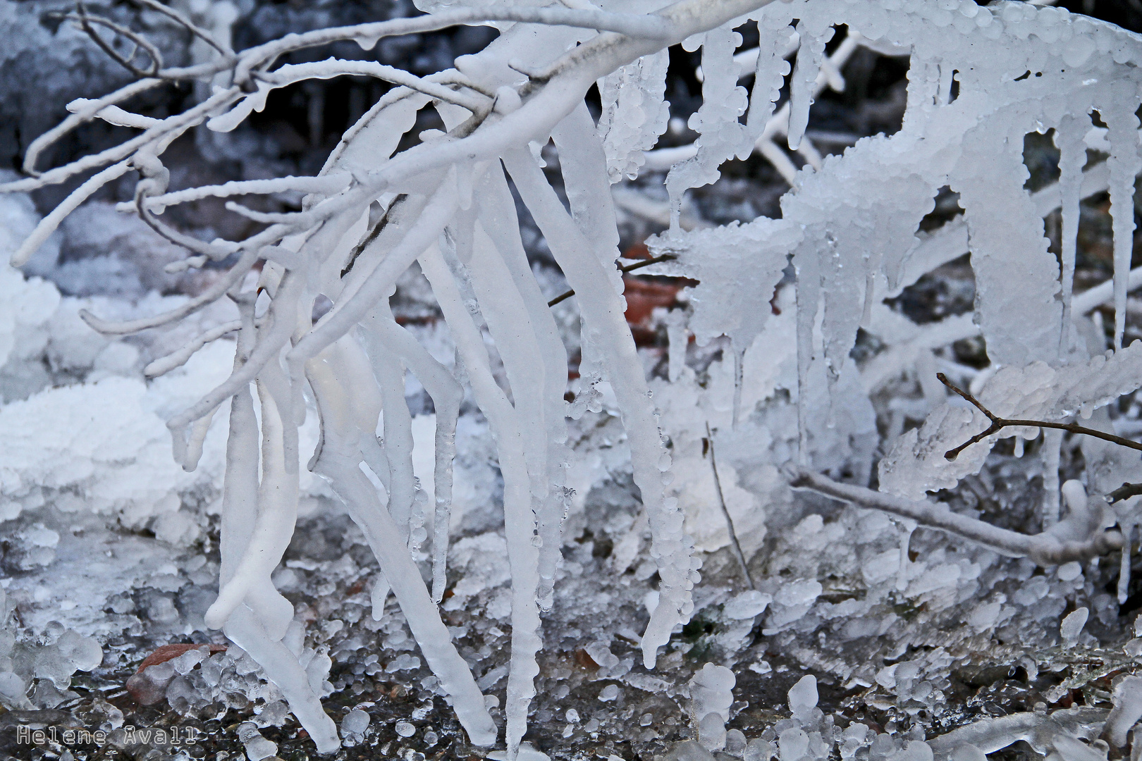 Ice-tree