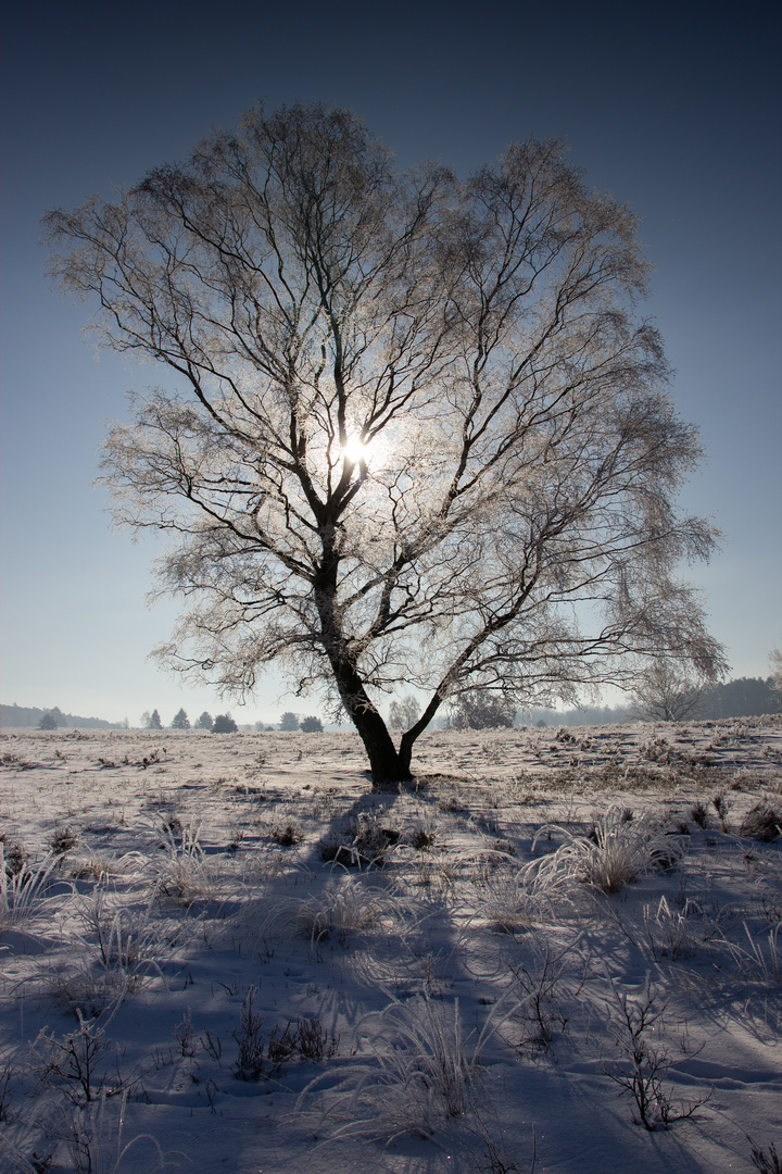 Ice Tree