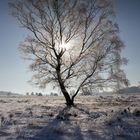 Ice Tree