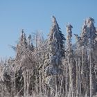 Ice Trees