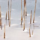 ice trees