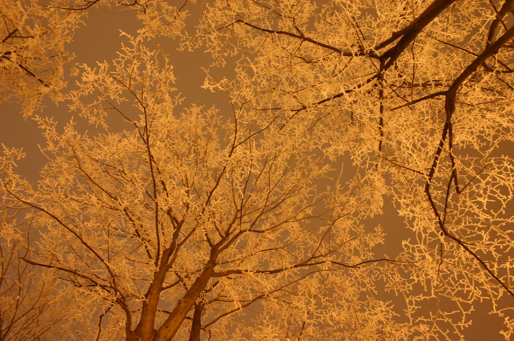 Ice Trees