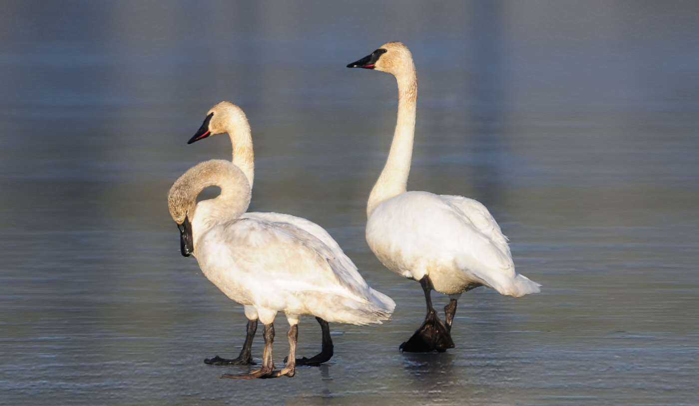 ice walkers on marsh lake 