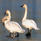 ice walkers on marsh lake 