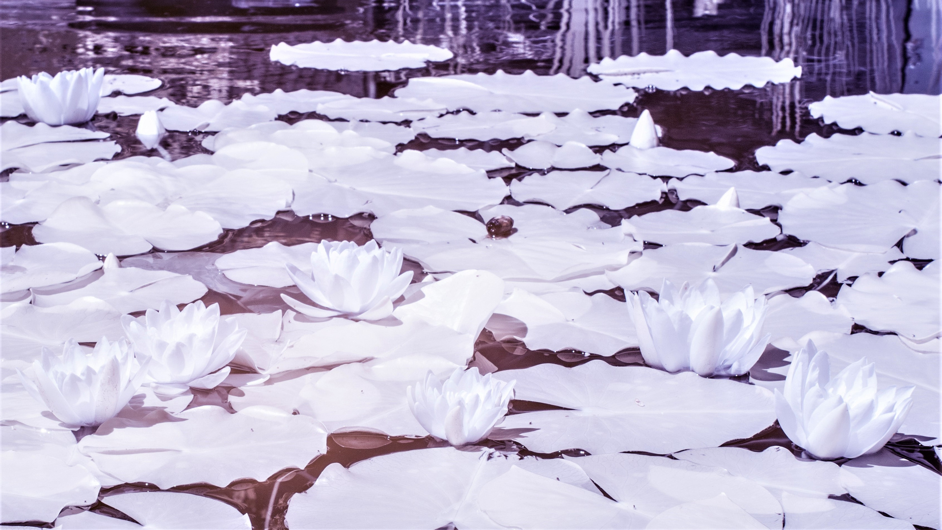 Ice Waterlily (Infrared)