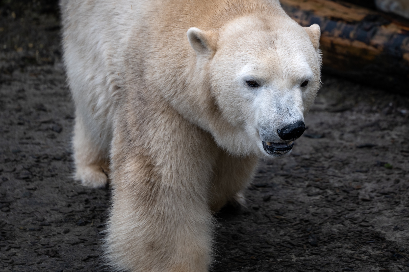 Icebear Foto & Bild | zoo, tiere, wildlife Bilder auf fotocommunity