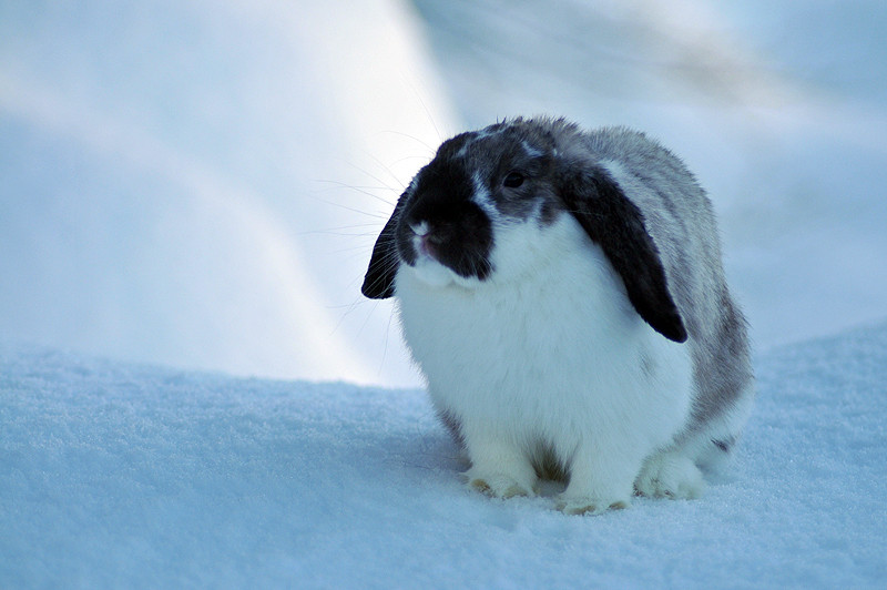 ICEBEARBUNNY!