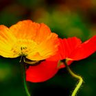 Iceberg poppy ~ Islandmohn