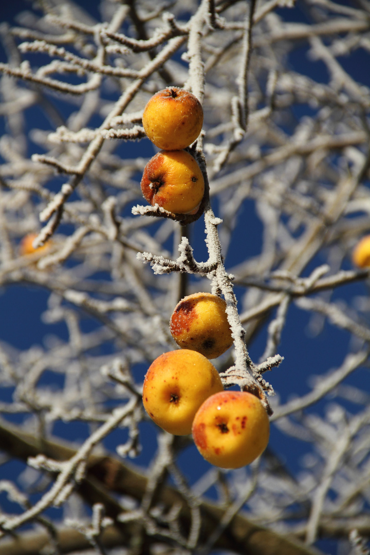 Iced apples