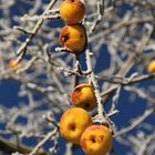 Iced apples