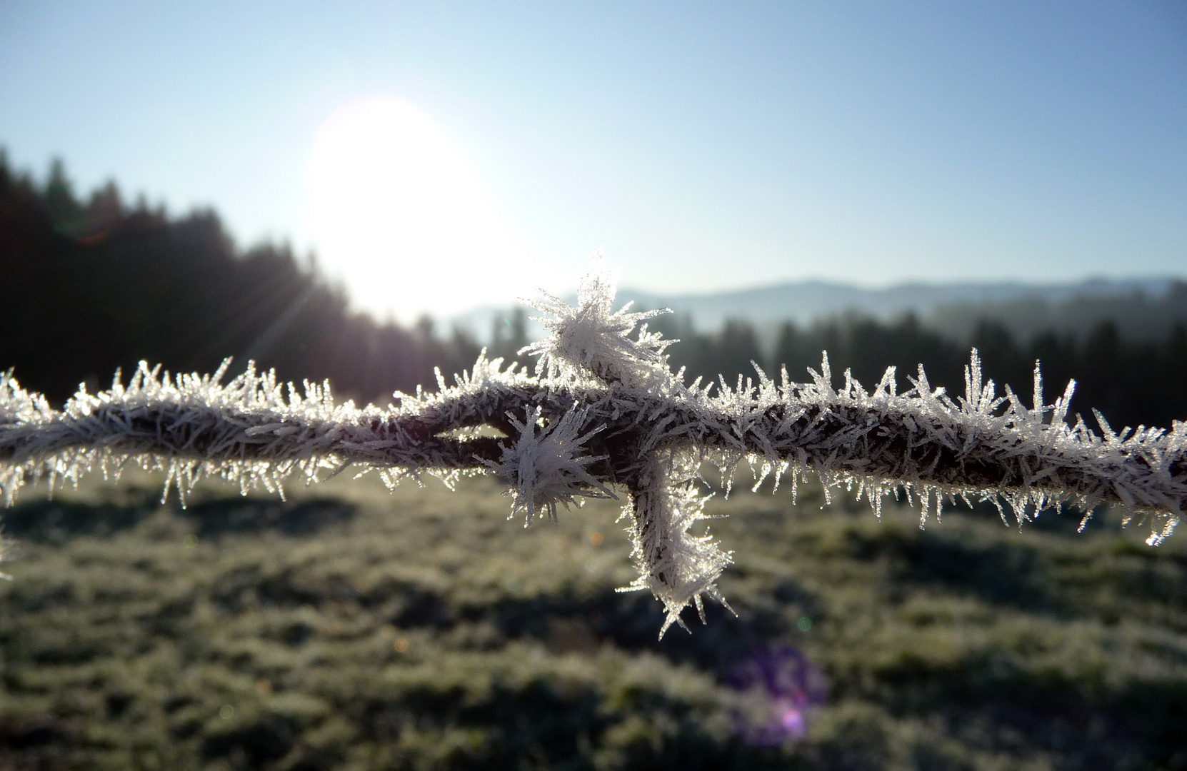 Iced barbwire