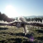 Iced barbwire