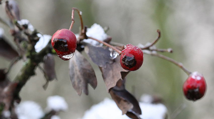 iced berries