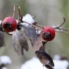 iced berries