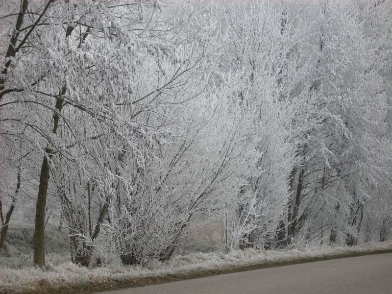 Iced Countryside in Karlsrue in Germany(Photo Taken By Sonja Maria Graesser)