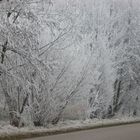 Iced Countryside in Karlsrue in Germany(Photo Taken By Sonja Maria Graesser)