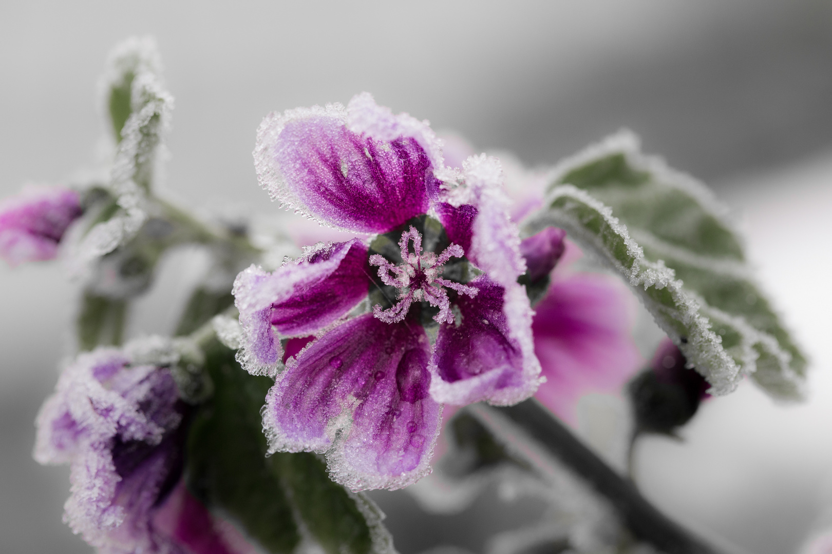 Iced Flower