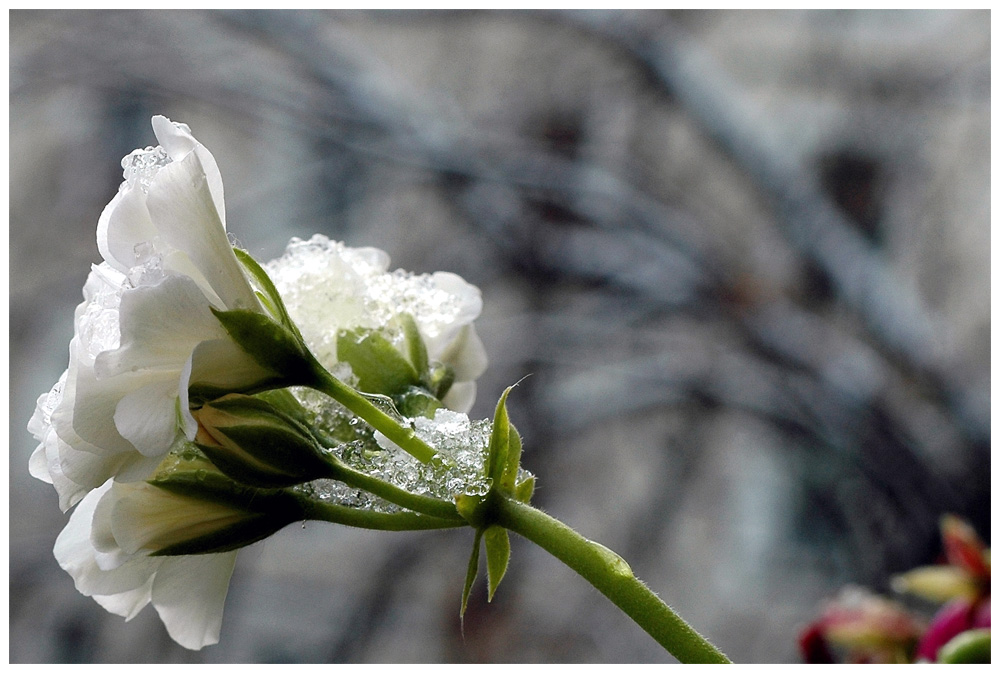 Iced flower - Eis am Stiel