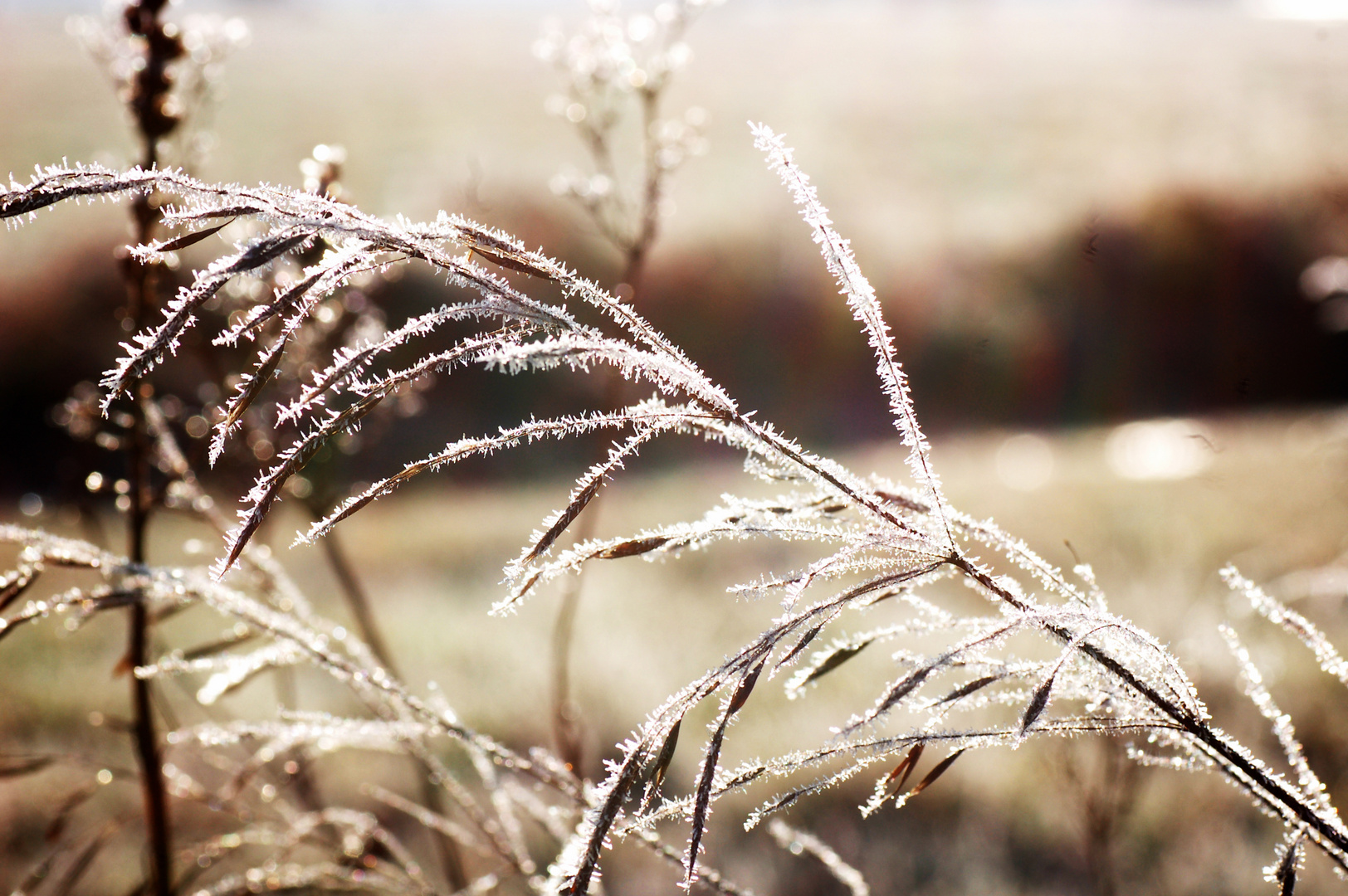 Iced Grass