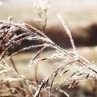 Iced Grass