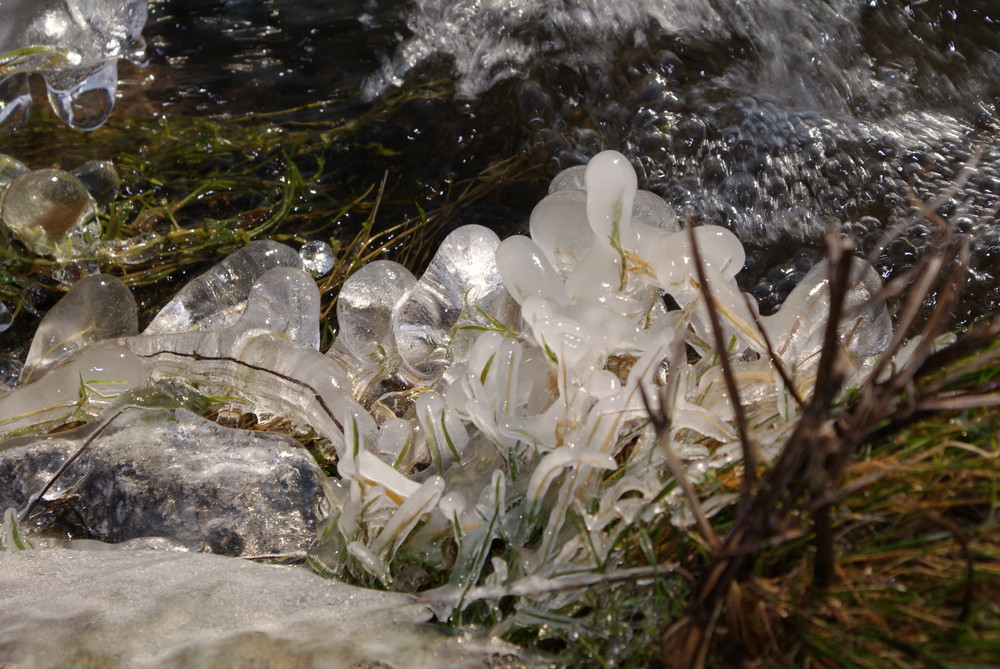 Iced Grass