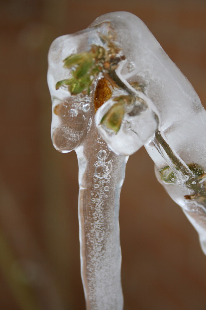 Iced Laburnum