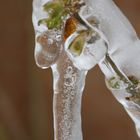 Iced Laburnum