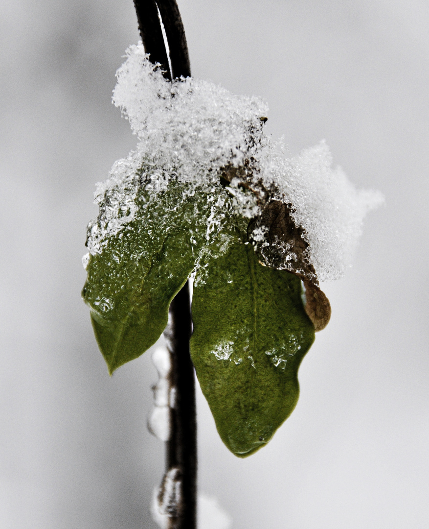 Iced Leaf