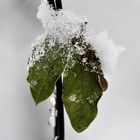 Iced Leaf