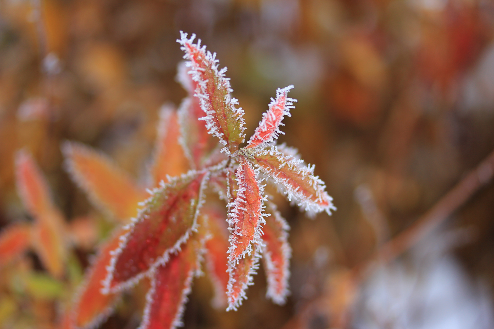 Iced Leafs