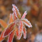 Iced Leafs