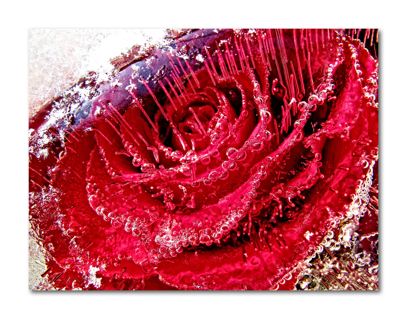 iced rose