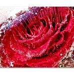 iced rose