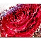 iced rose