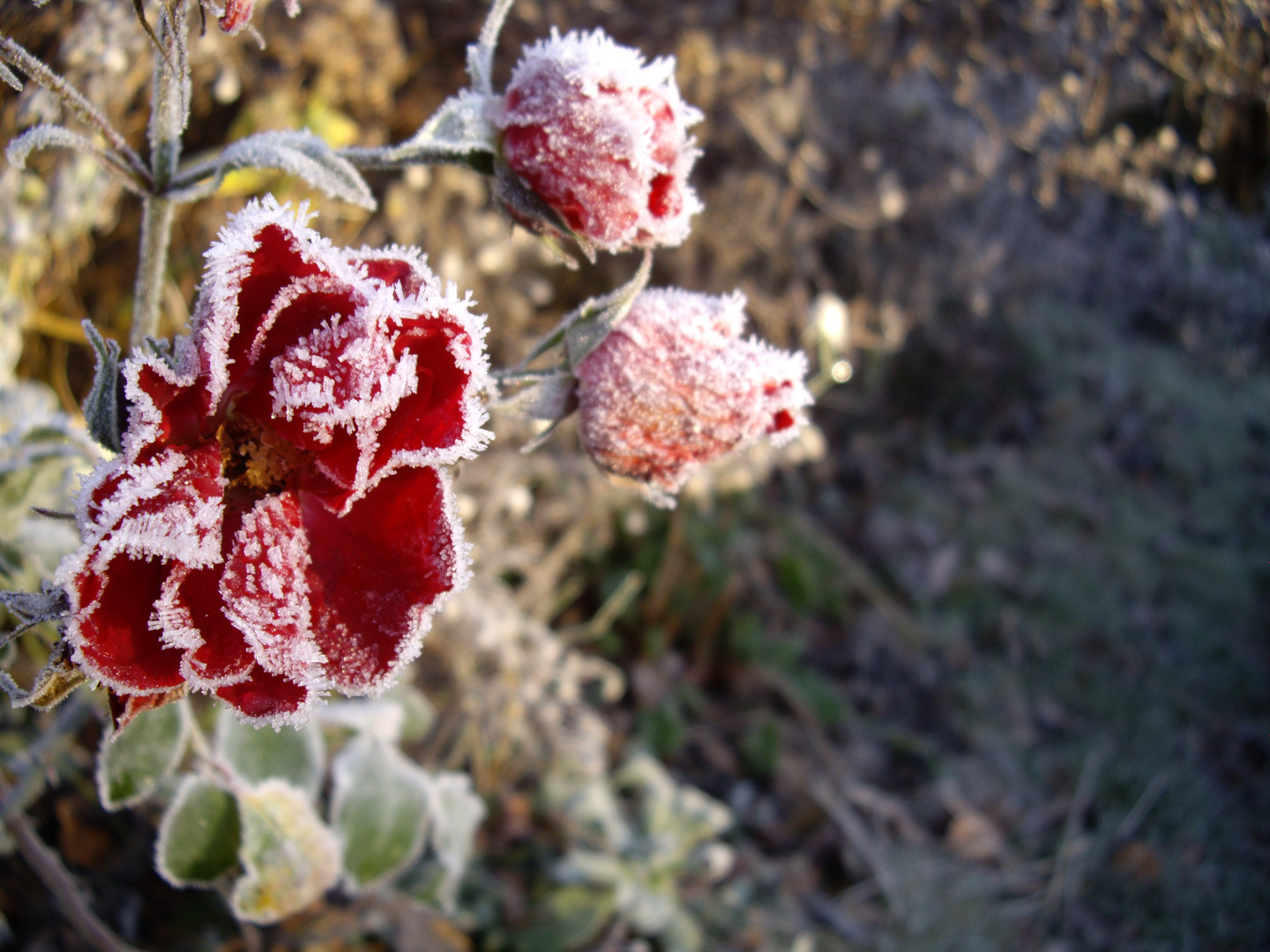 Iced Rose