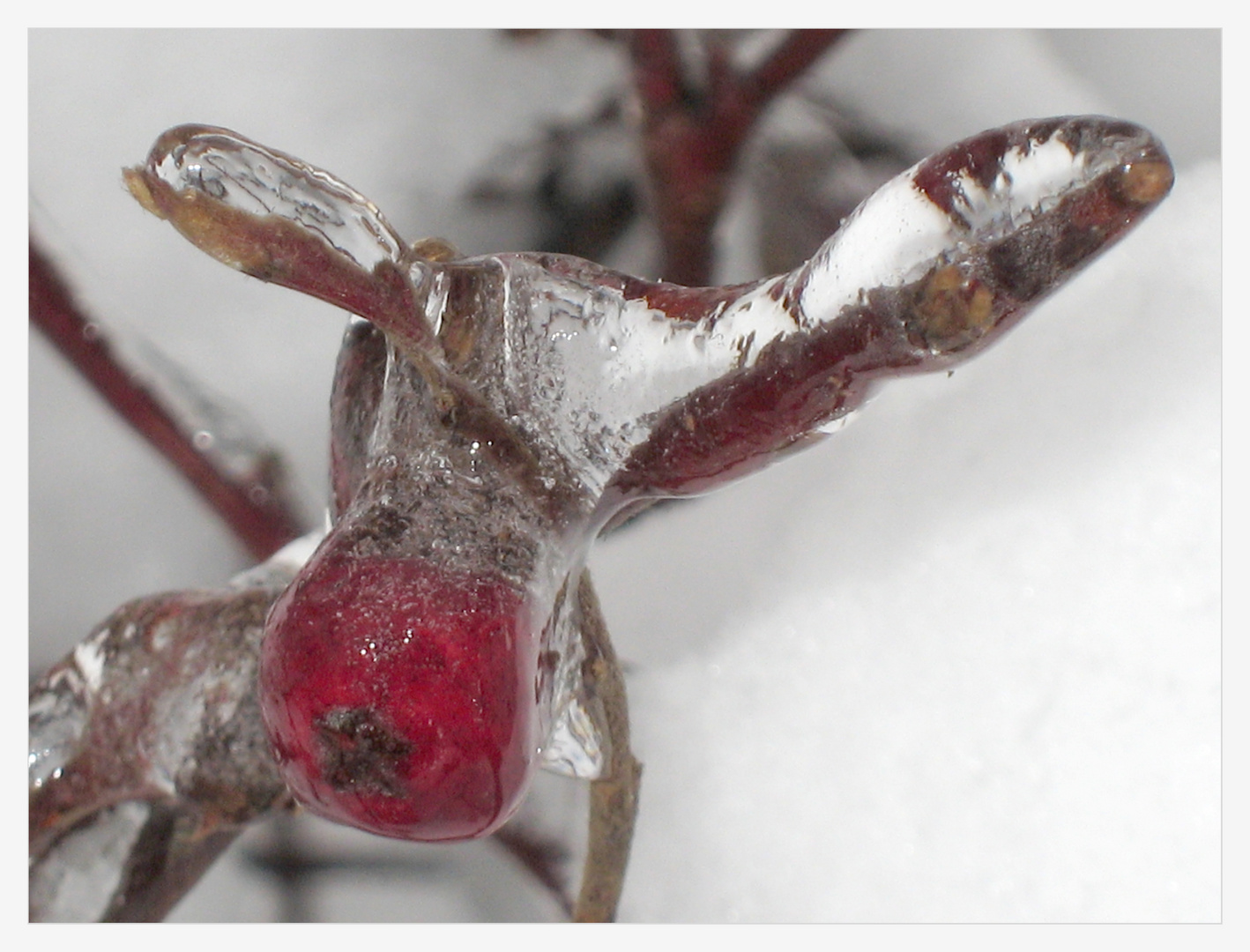 Iced Rudolph