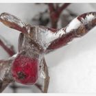 Iced Rudolph