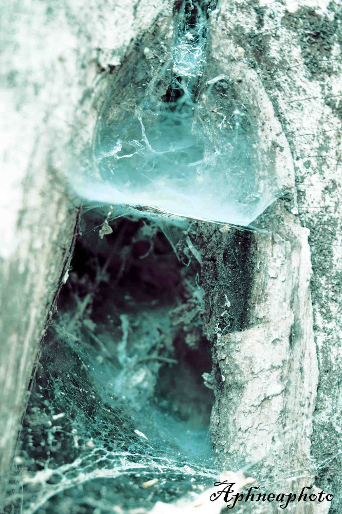 Iced Spider Web