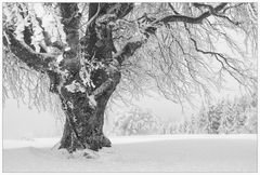 iced tree