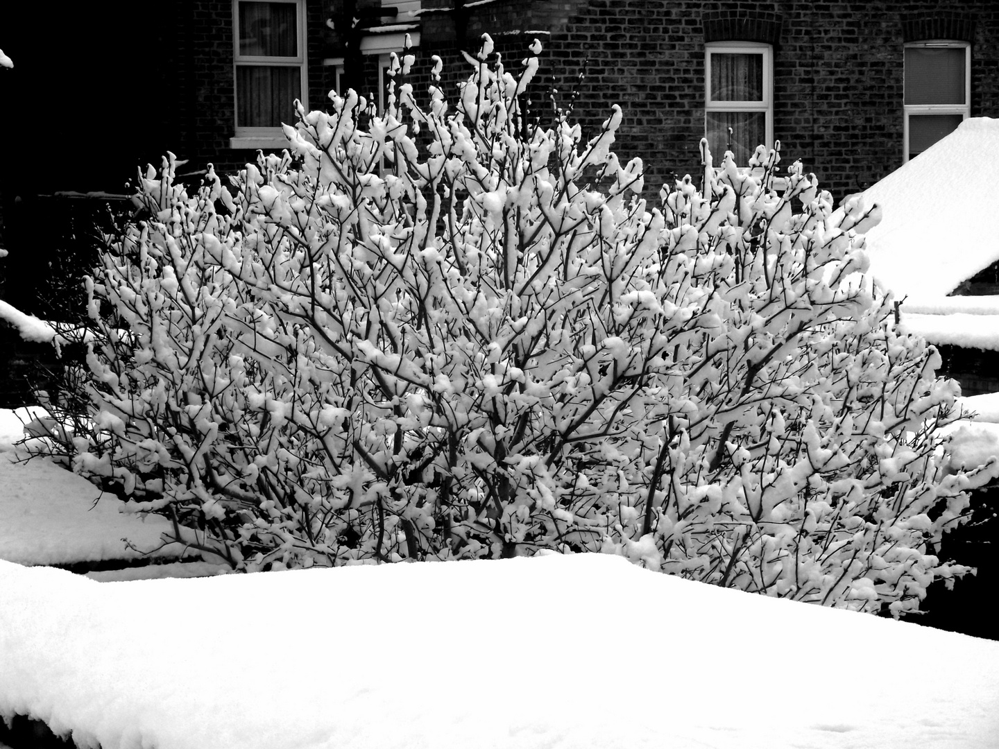 Iced Tree