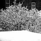 Iced Tree