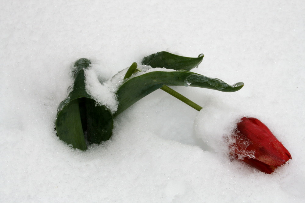 Iced Tulip