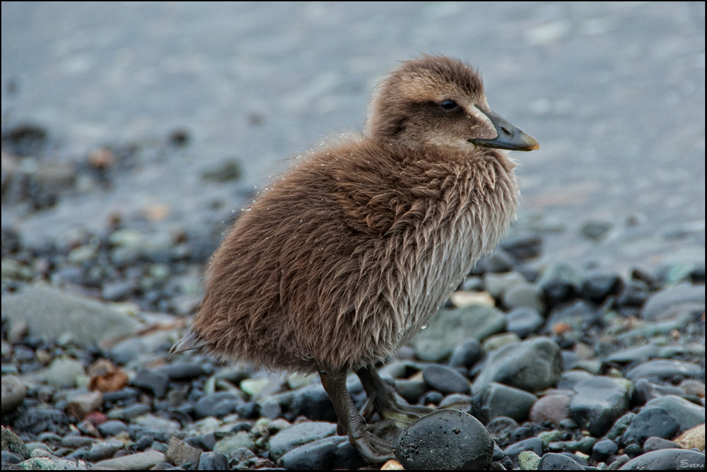 IceDuck